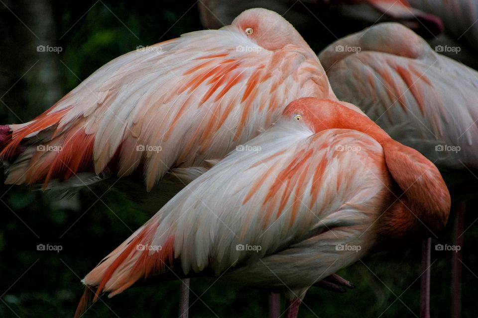 Flamingos