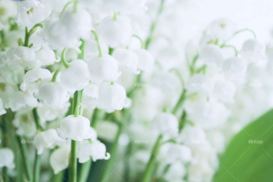 Closeup of Lily of the Valley blossoms