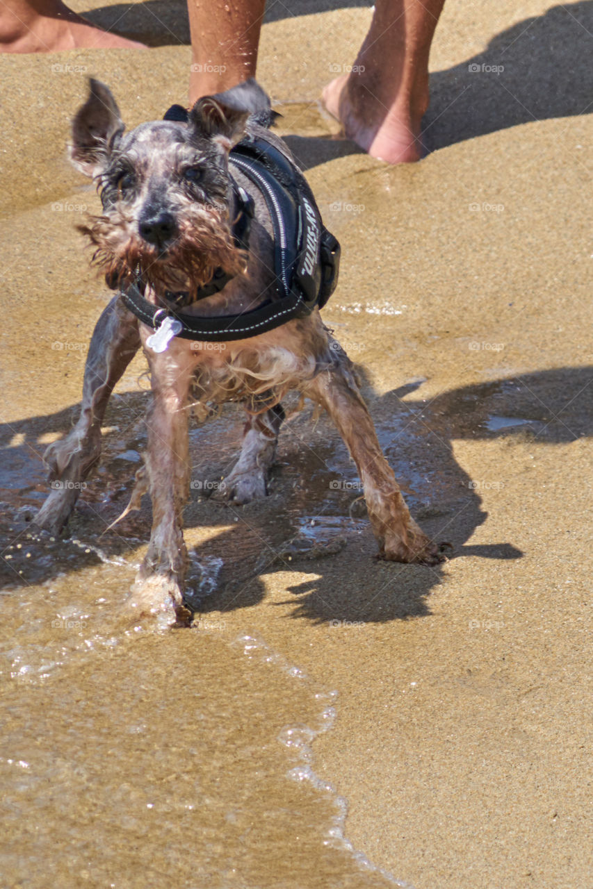 Dog  wearing a life jacket 