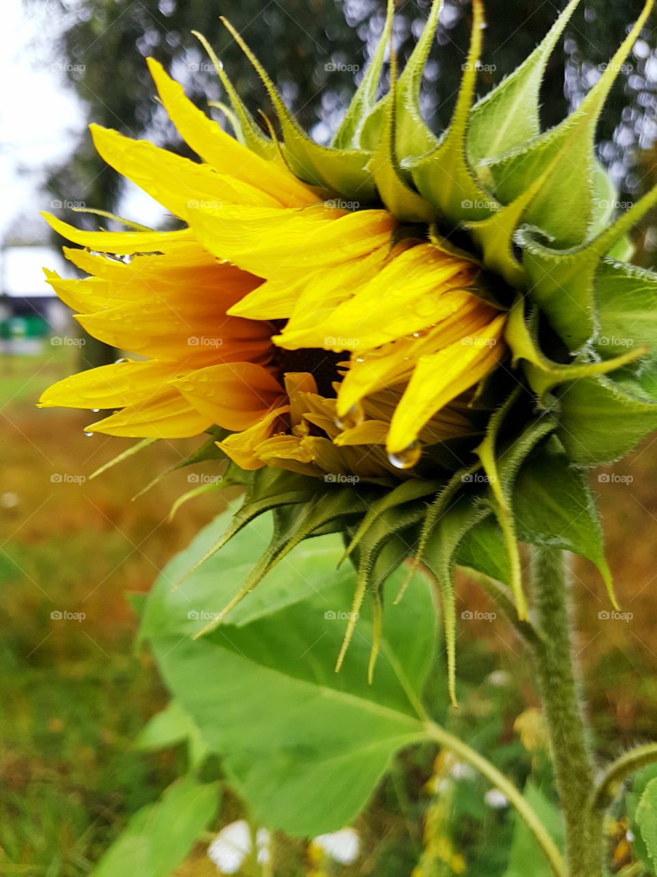 little wet and alone...sunflower