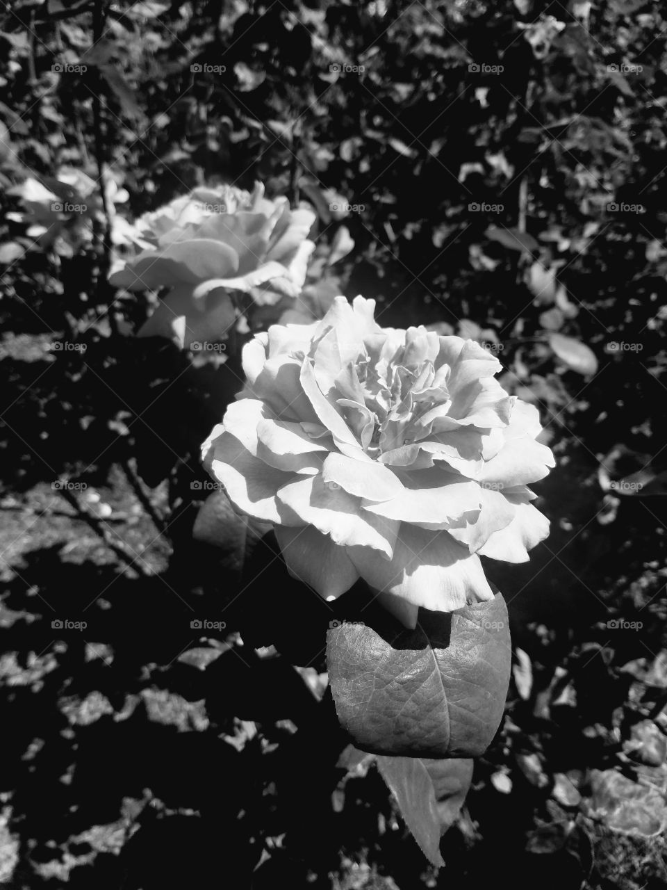 Rose in Black & White