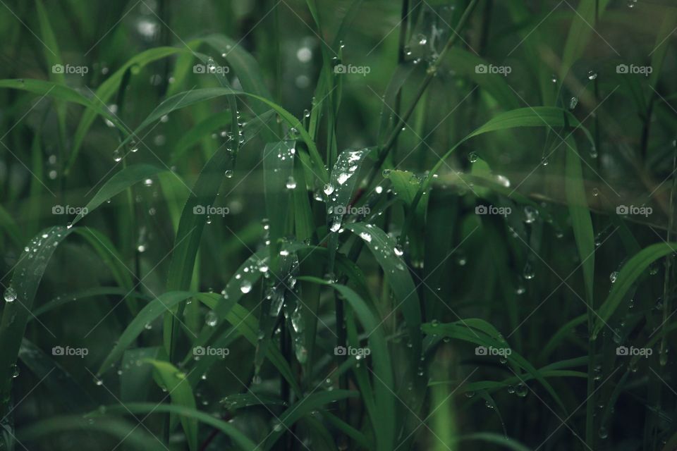 dew drops