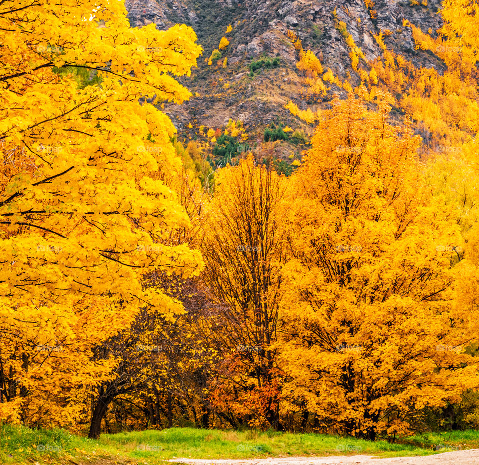 Arrowtown Autumn