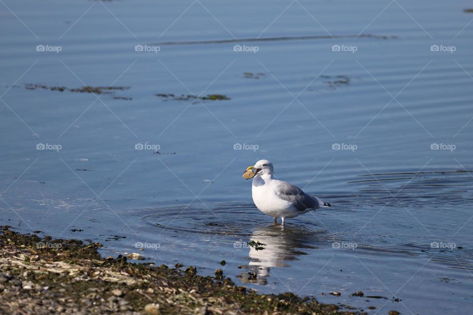 Seagull holding a clam in the beak