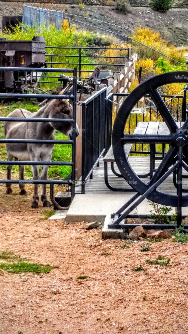 Colorado Donkey