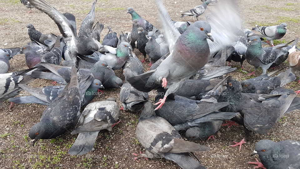 doves like a business model