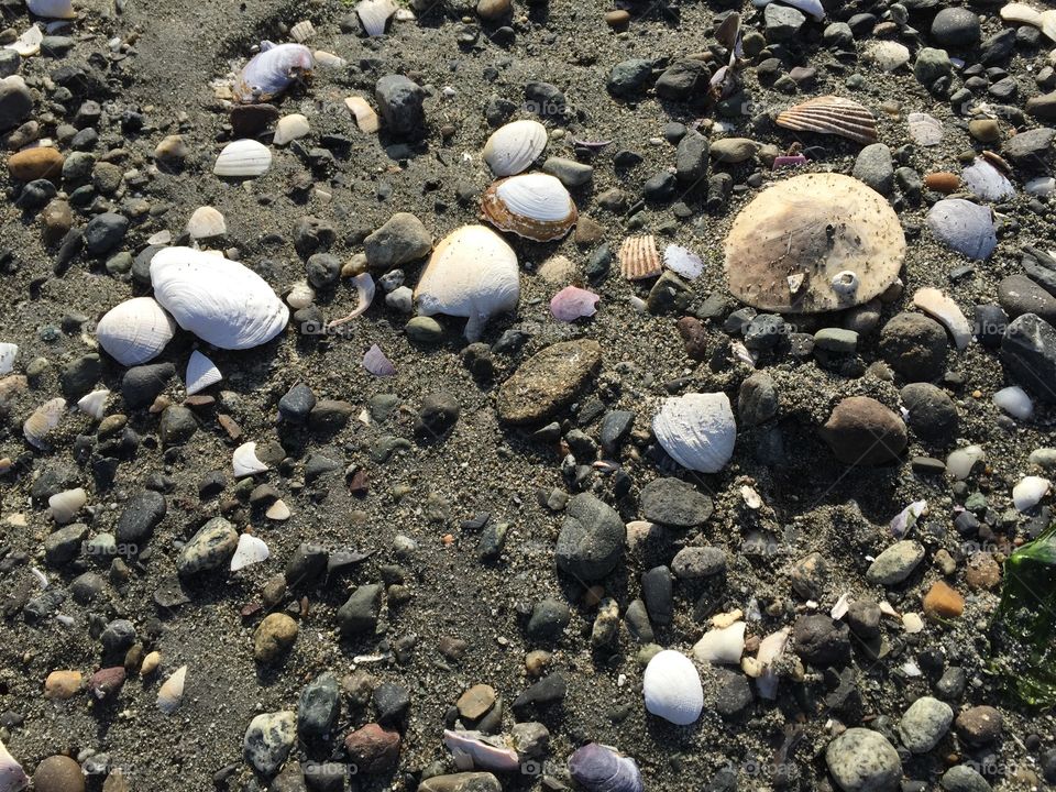 Beach Treasure. Sand Dollar & Shells 