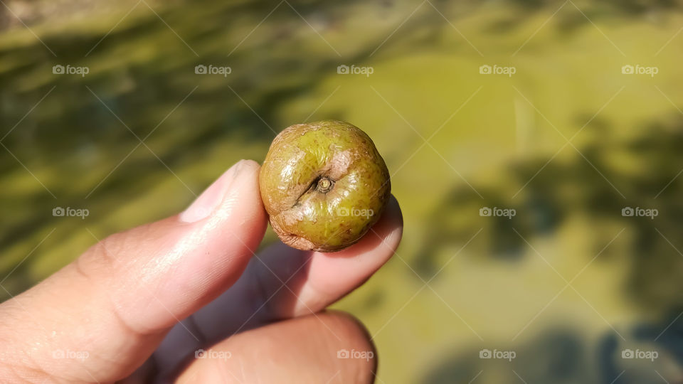 Hand Holding Gooseberry High Resolution Stock Photography and Images