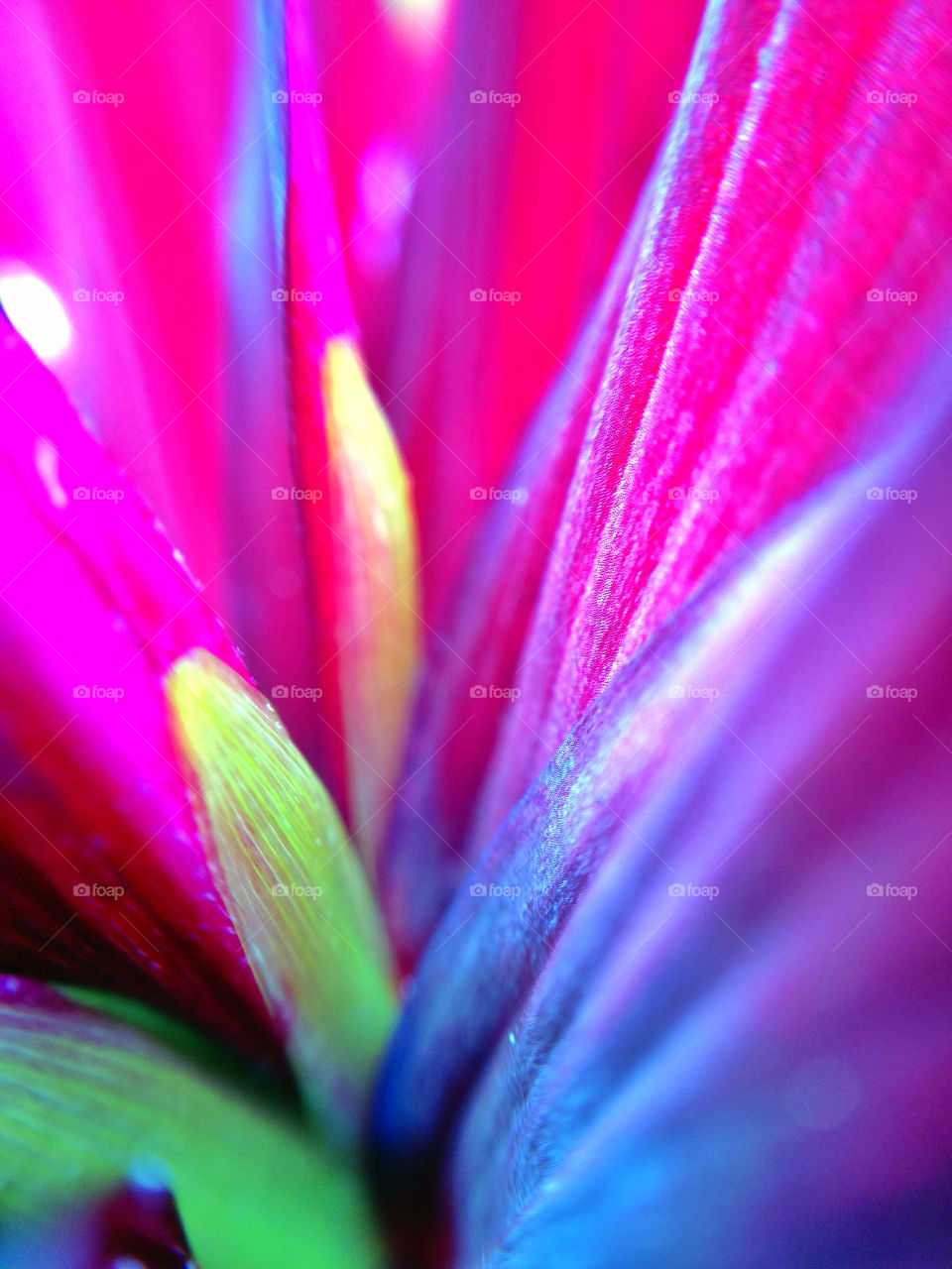 sweden garden flower blue by elluca