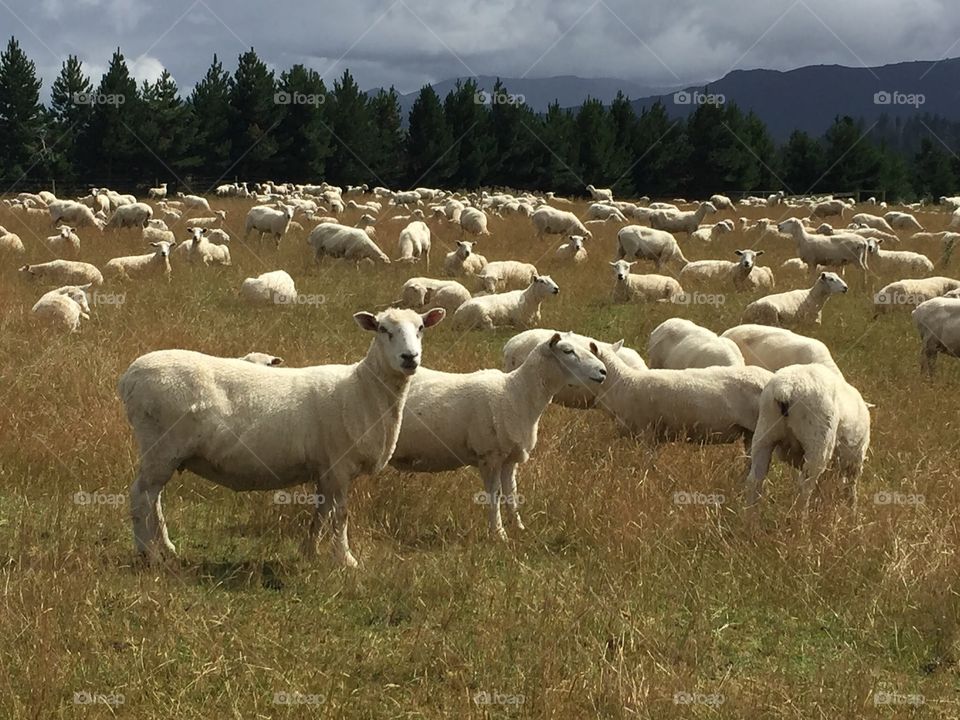 Sheeps 