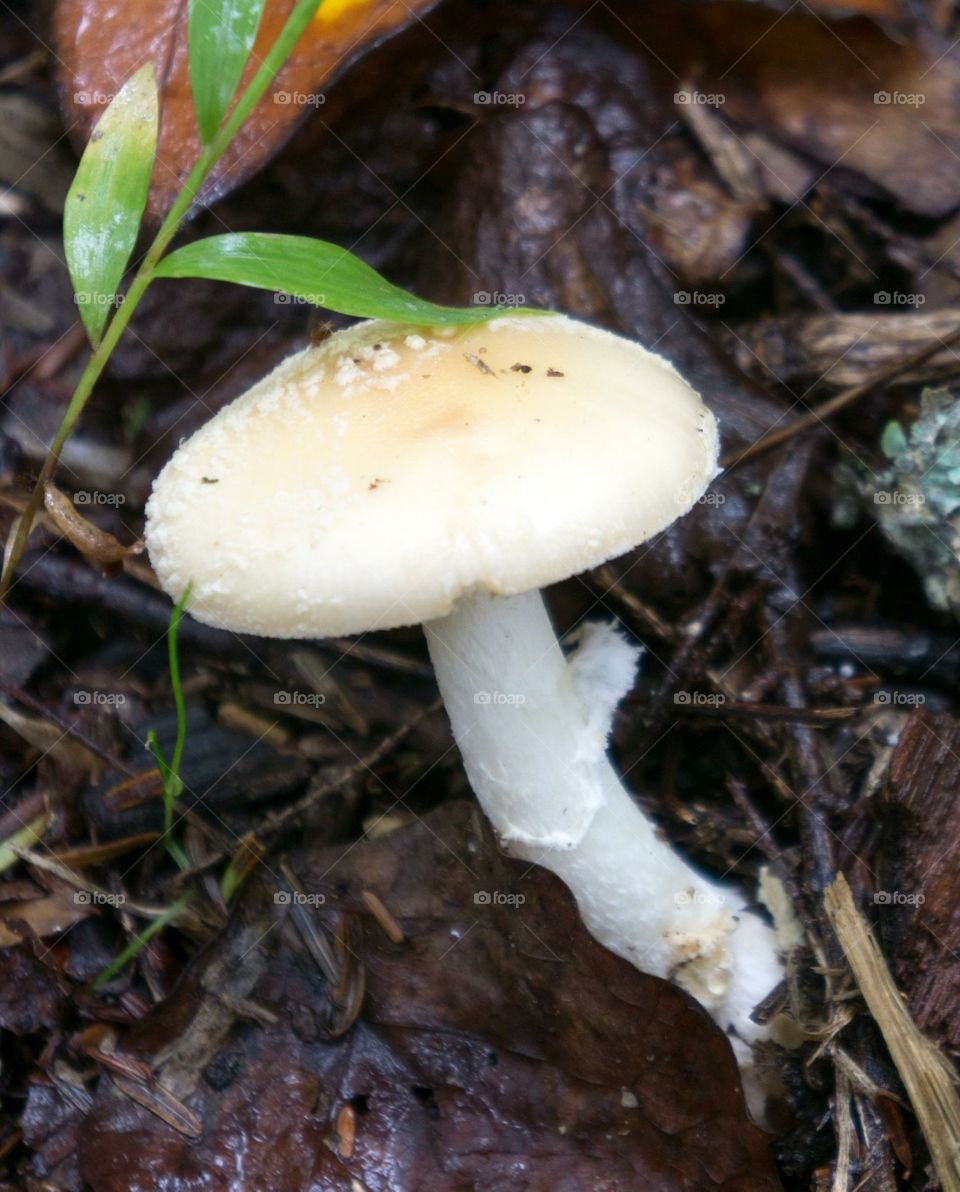 Mushroom