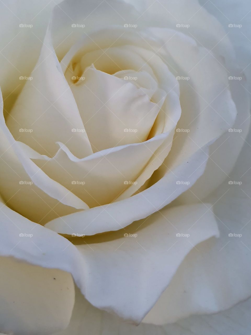 tender white rose macro