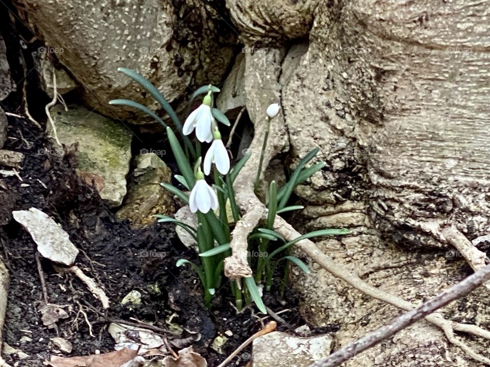 Signs of spring peak out on a winter’s day