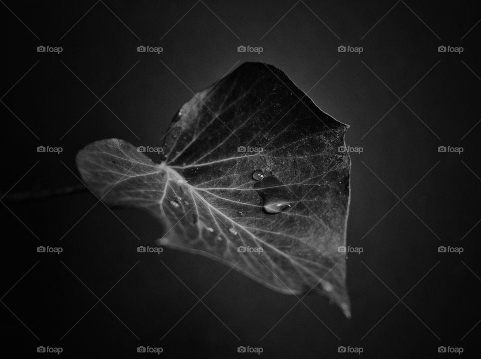 leaf with rain drops