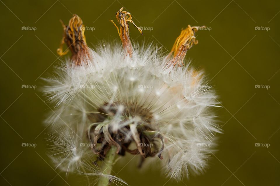 dried dandelions, macro of dandelion seeds 