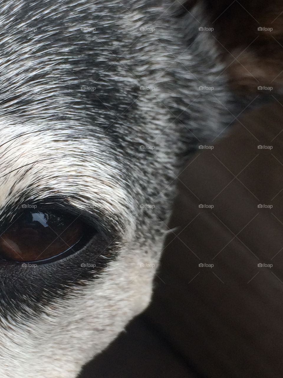 Coco’s eye