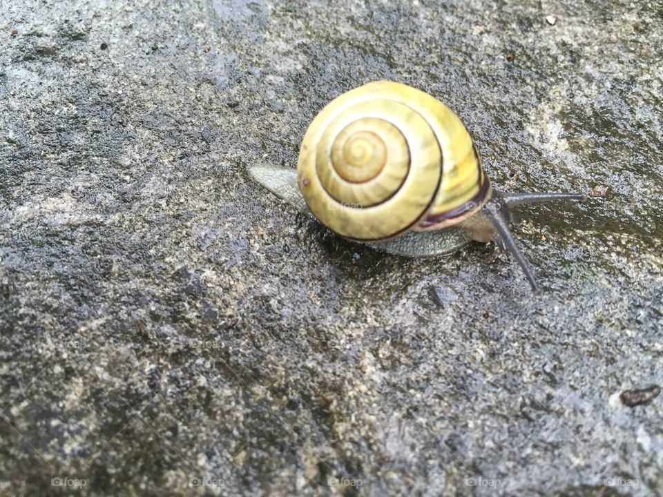 Snails from beautiful British Columbia