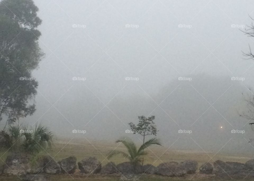Foggy morning 