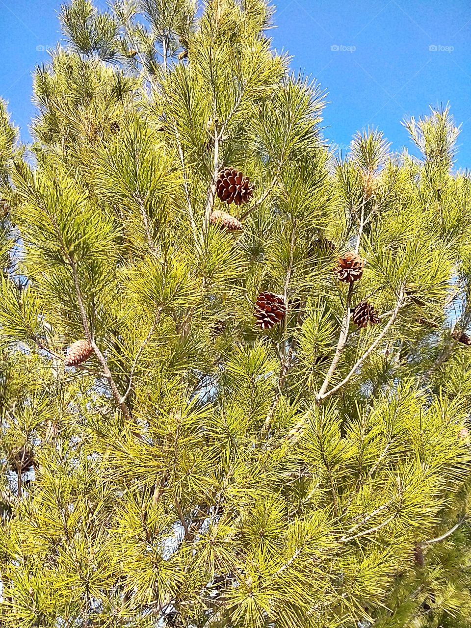 Pine tree