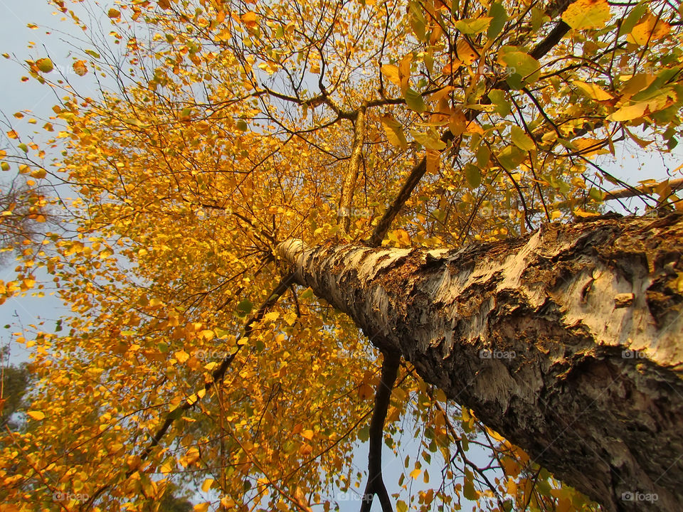 autumn yellow tree