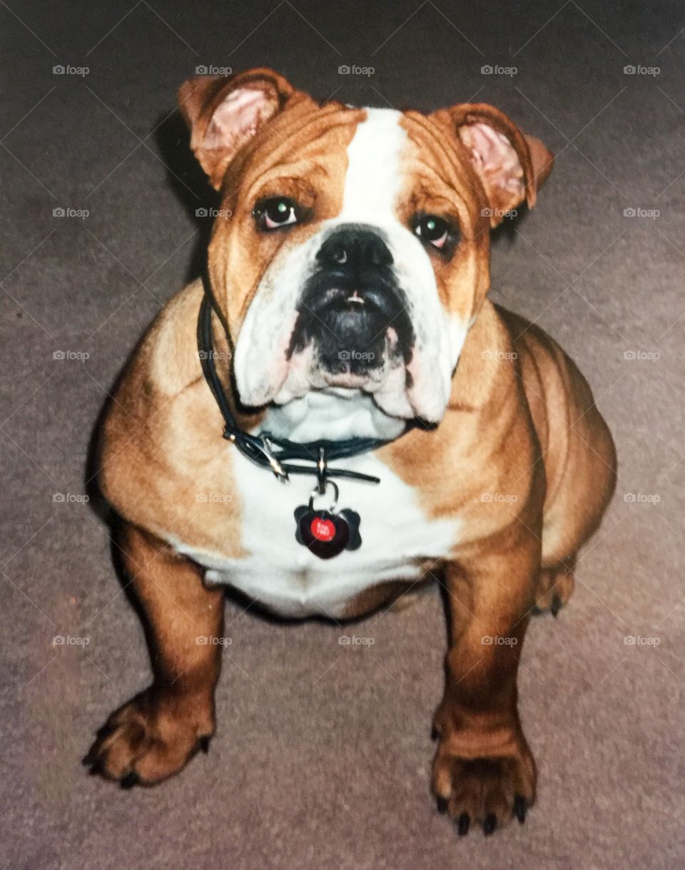 Mr Higgins, This was my English Bulldog. Gone but not forgotten.