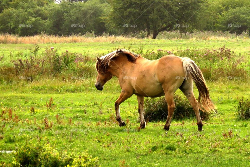 Horse on grassy field