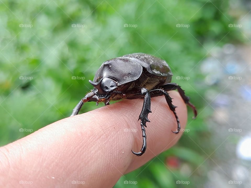 Elephant beetles
Megasoma is a genus of rhinoceros beetles