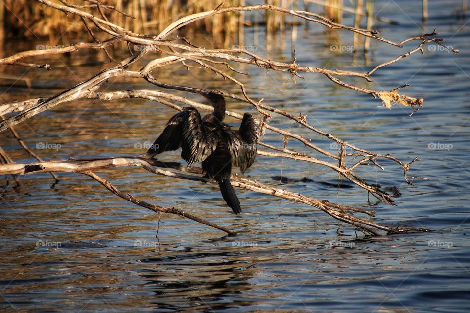 African darter in the afternoon light.