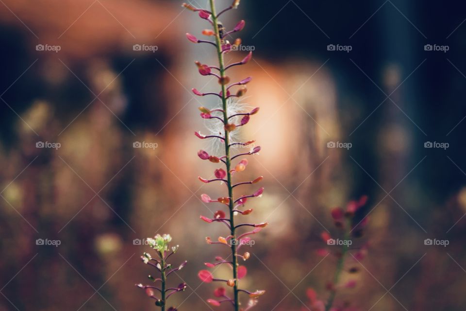 Evening story (Detail of the thin branch of a wild plant at sunset)