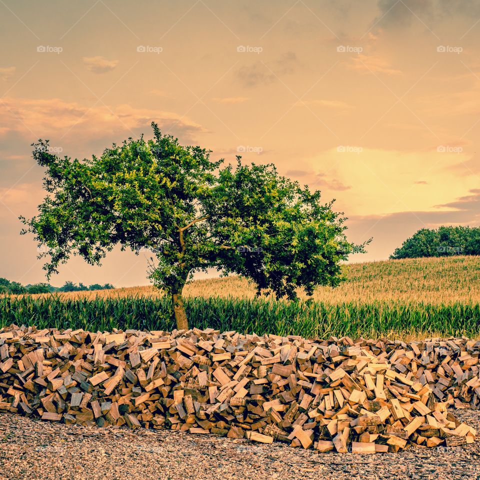 No Person, Agriculture, Landscape, Outdoors, Tree