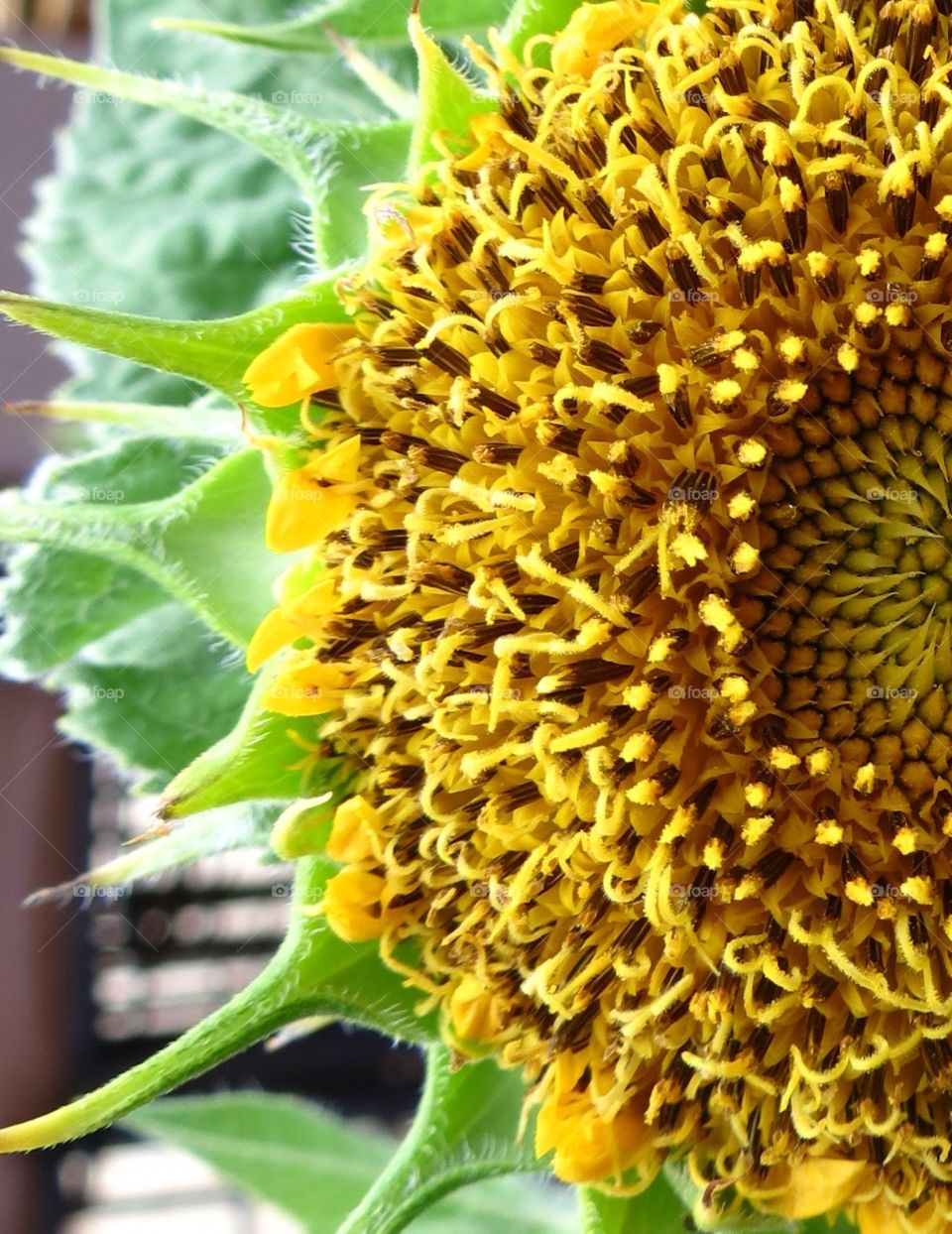 Dwarf Teddy Bear Sunflower.