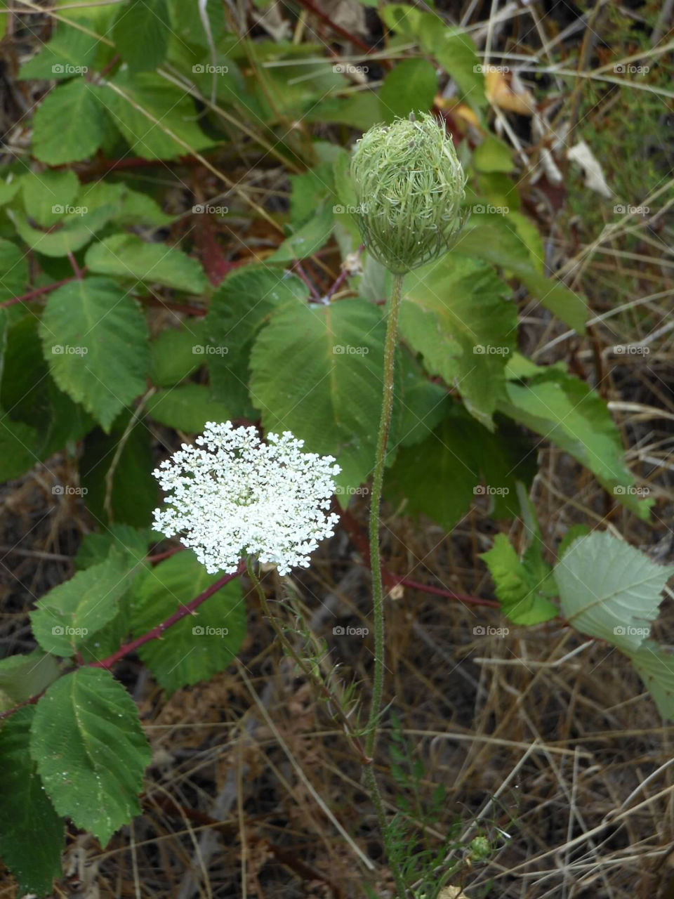 Oregon coast flowers. Oregon foliage