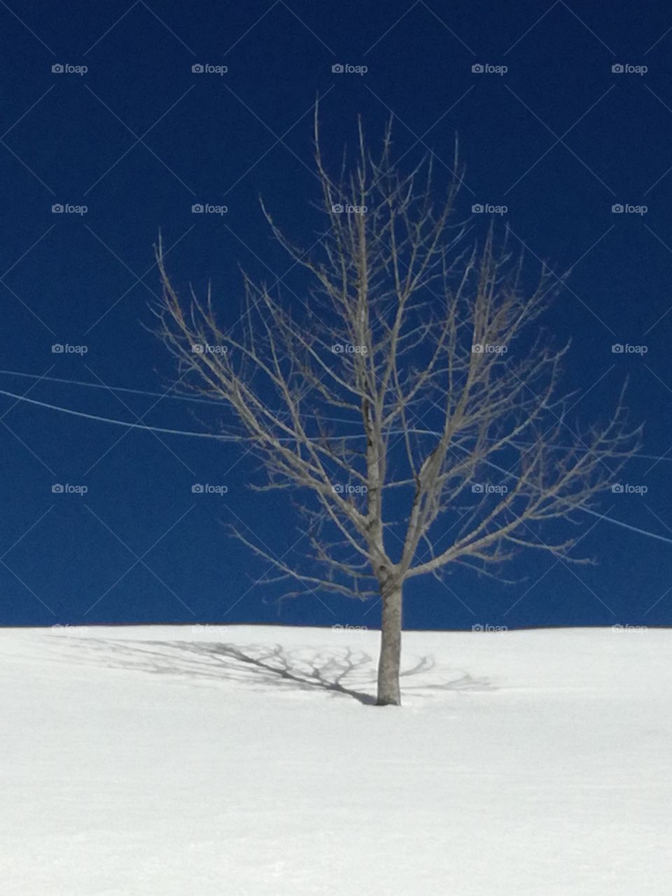 A bare tree on the white and therapeutic snow