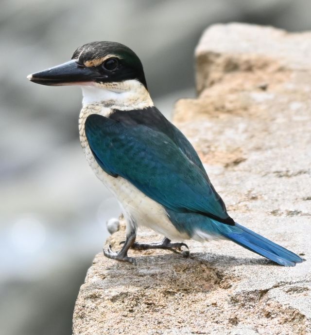 white collared Kingfisher