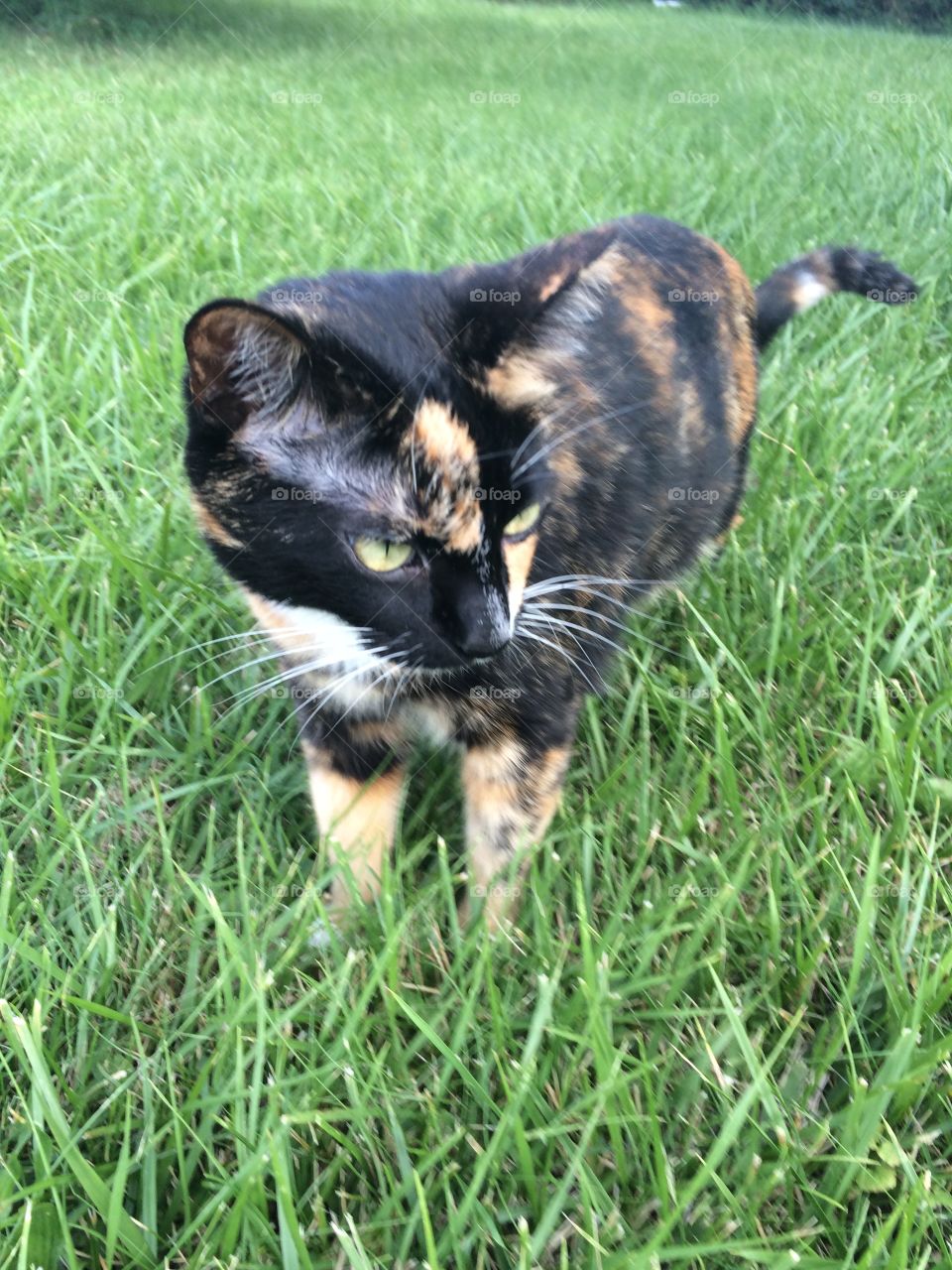 Outdoor cat