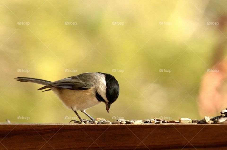 Black-capped Chickadee eating sunflower seeds 