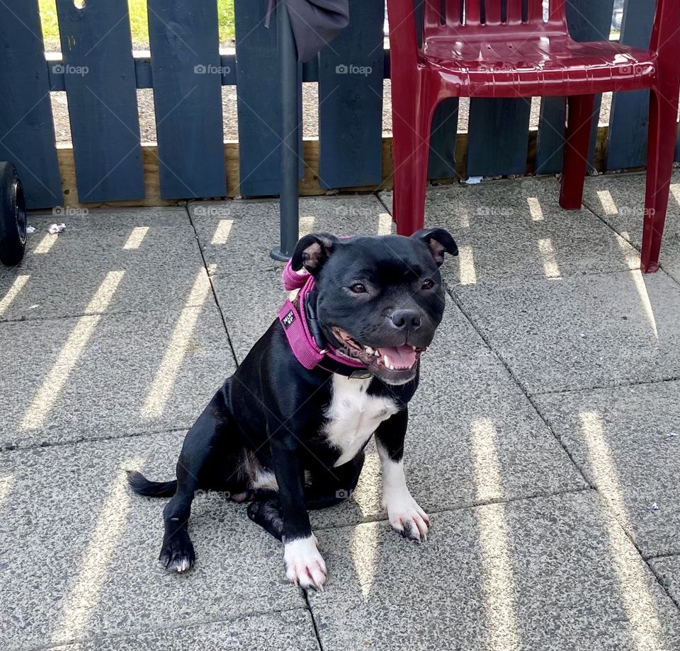 Bella the Staffie 🐶