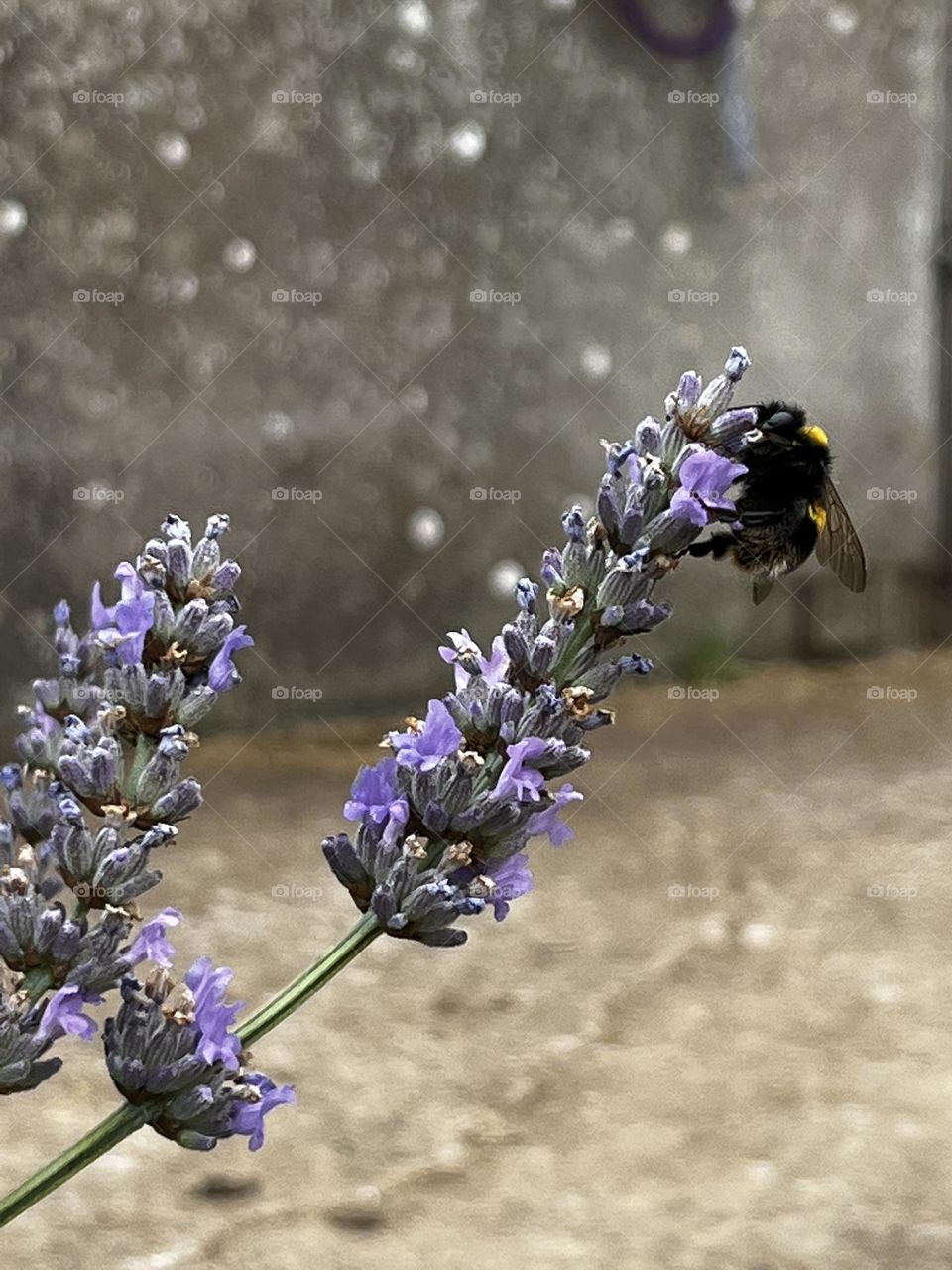 Lavender plant with bumblebee 