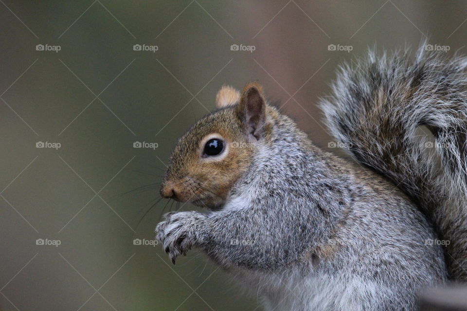 Grey squirrel close up