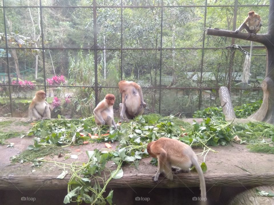 The proboscis monkey or long-nosed monkey, known as the bekantan in Indonesia, is a reddish-brown arboreal Old World monkey with an unusually large nose. It is endemic to the southeast Asian island of Borneo