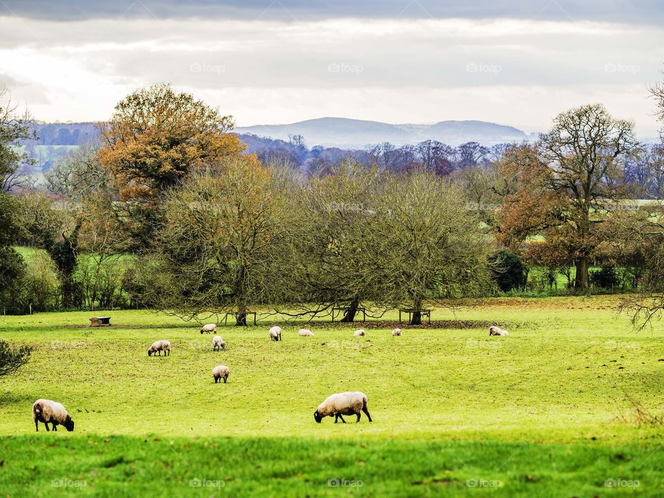 Cotswolds. Landscape 