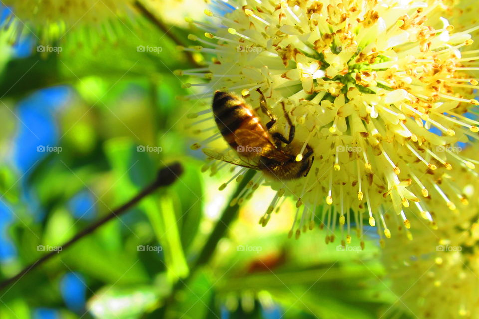 Plant at the river with a bee