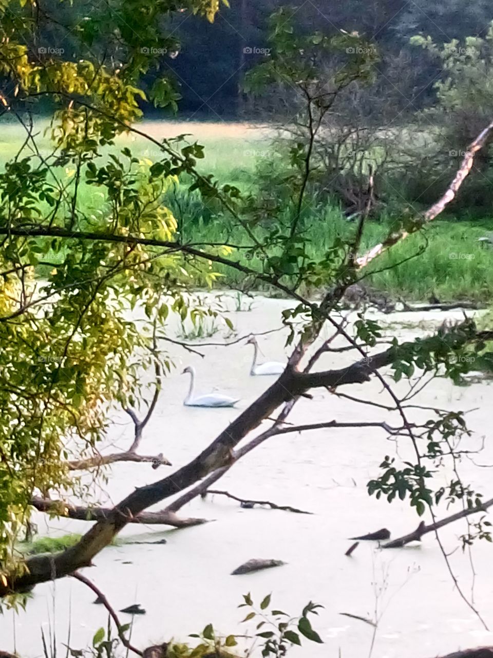 polish nature,  at the river pool, swans