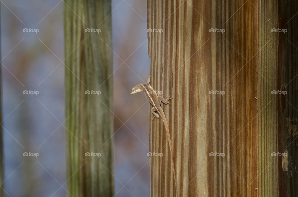 Brown Lizard On Deck