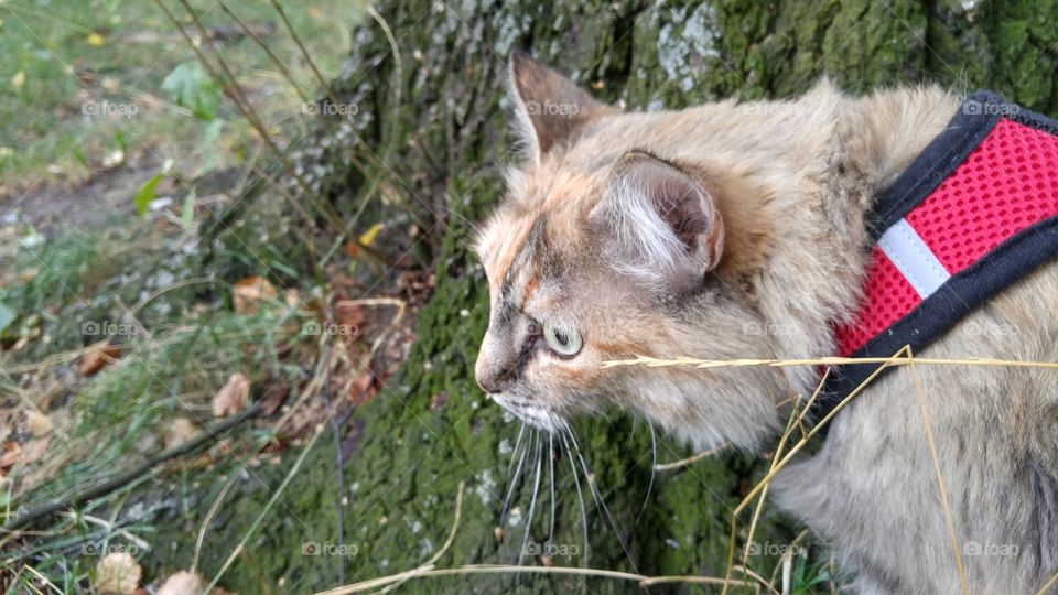 A fluffy tri-colored kitten walking in a park with red harness and leash