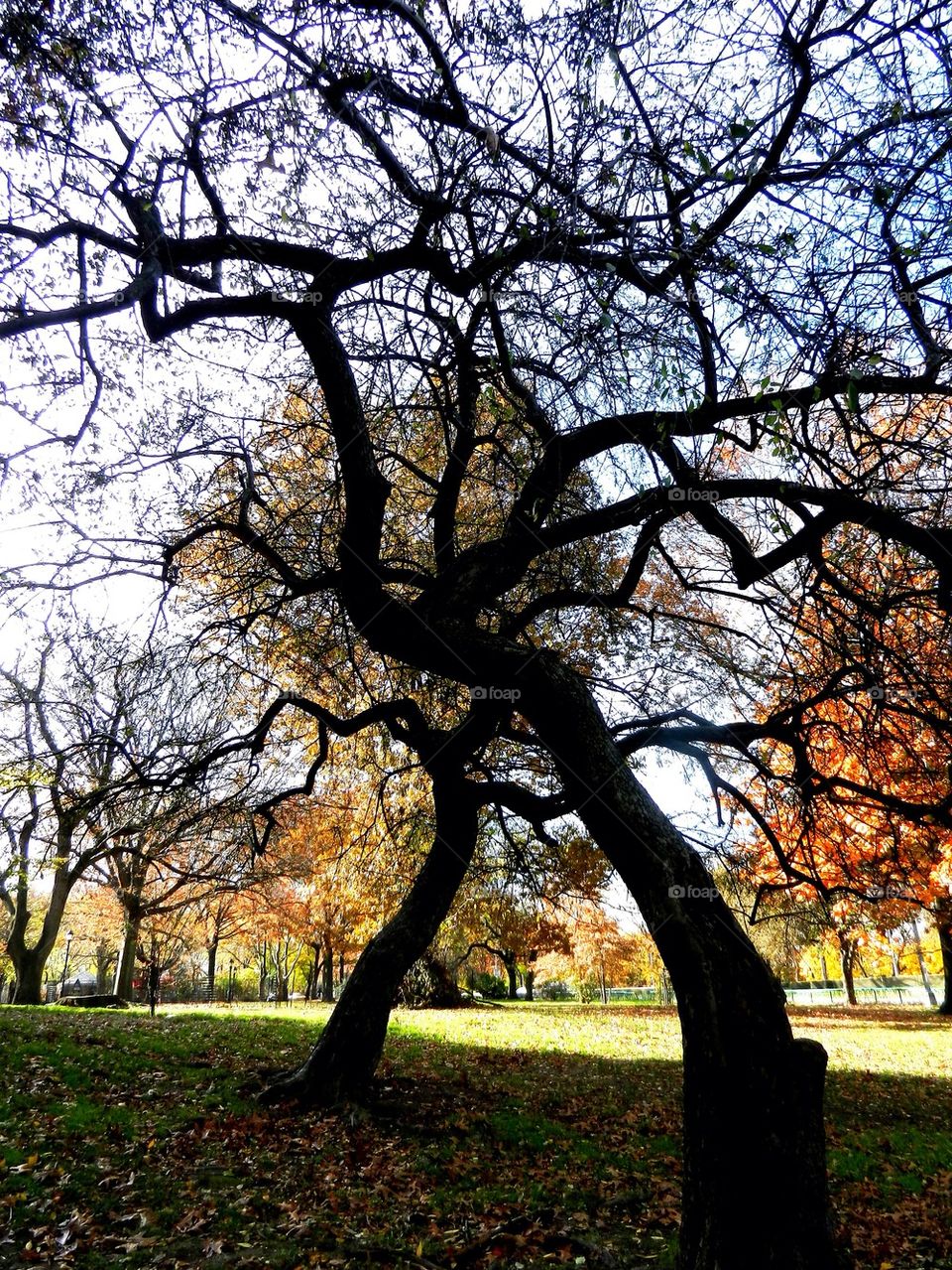 Shadow Trees