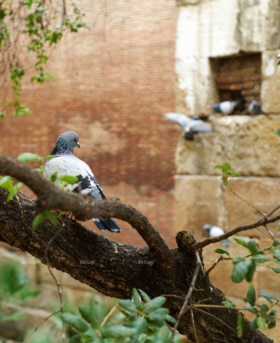 Palomas en la muralla. Palomas en la muralla