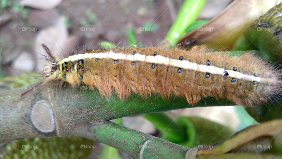Creepy caterpillar on the branch