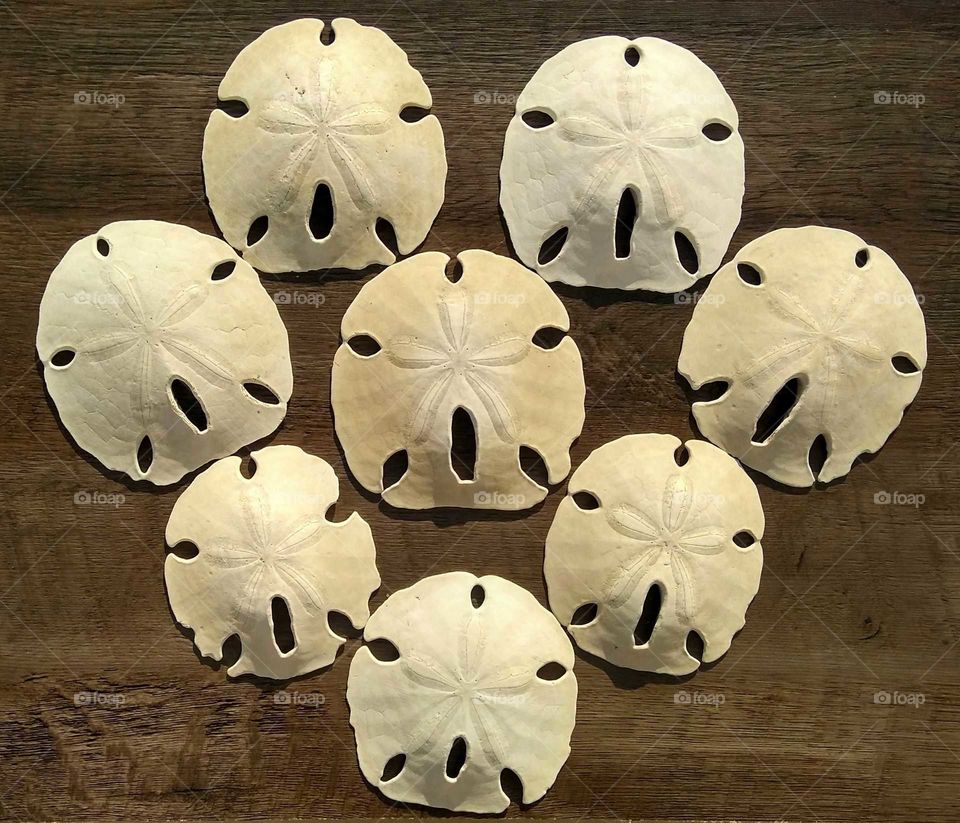 Heart sea biscuits.❤️❤️❤️❤️❤️❤️❤️❤️