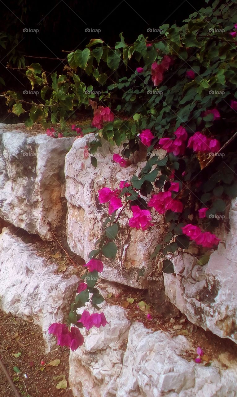 Exotic flora with purple tropical
Bougainvillea flowers along old stone
wall